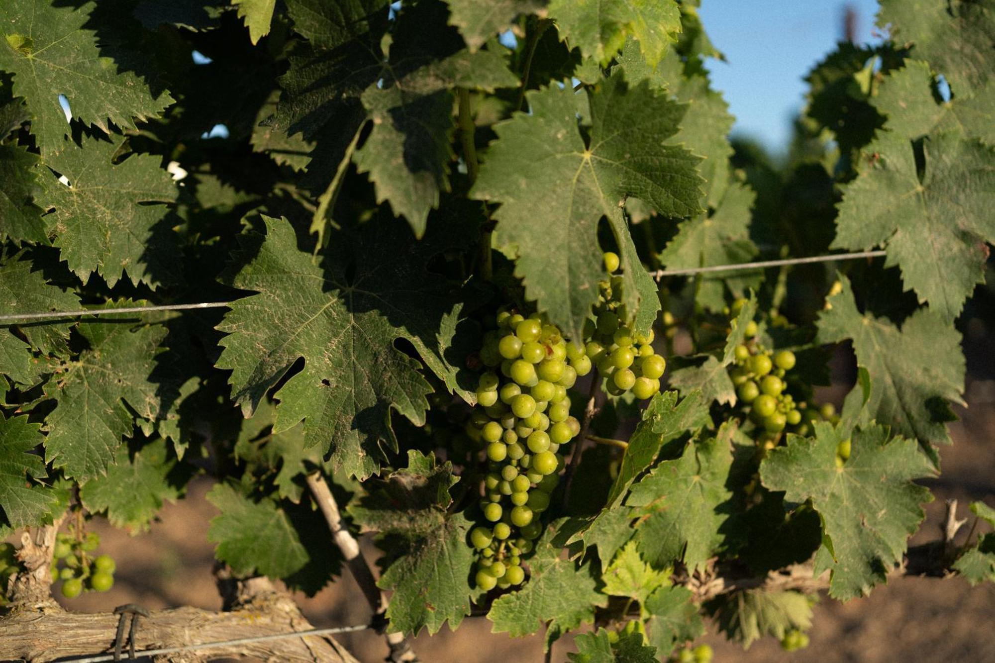 Vino Resort Son Amaret Son Macia  Bagian luar foto